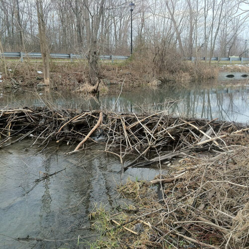 Nuisance Beaver Removal